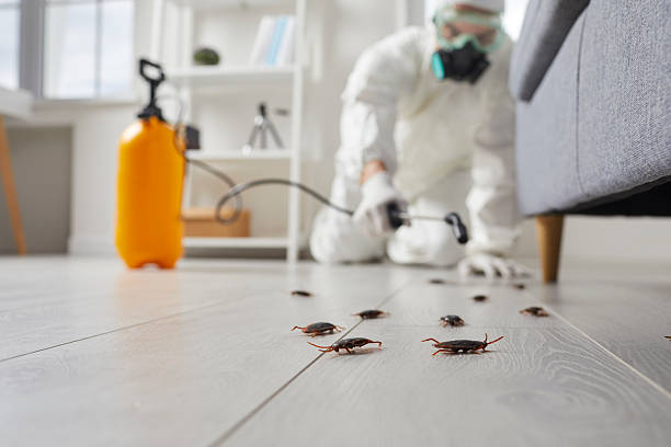 Commercial Rodent Management in Osceola